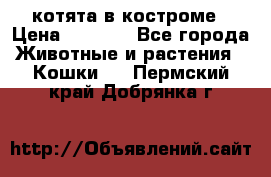 котята в костроме › Цена ­ 2 000 - Все города Животные и растения » Кошки   . Пермский край,Добрянка г.